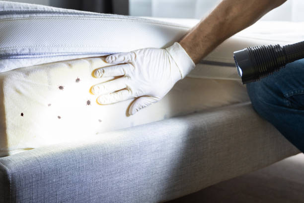 Best Pest Inspection Near Me  in Sachse, TX