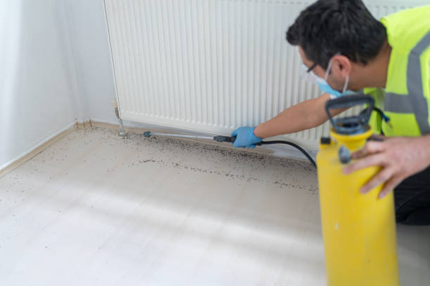 Best Flea Control Services  in Sachse, TX